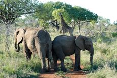 Afrikanischer Elefant (32 von 131).jpg